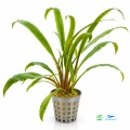 Cryptocoryne Retrospiralis 1.jpg