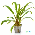 Cryptocoryne retrospiralis