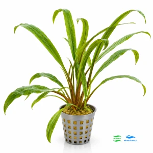 Cryptocoryne retrospiralis