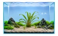 Cryptocoryne Retrospiralis 2.jpg