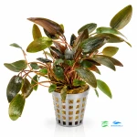 Cryptocoryne rubella