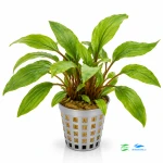 Cryptocoryne undulata