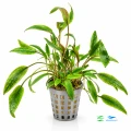 Cryptocoryne walkeri 1.jpg