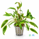 Cryptocoryne walkerii