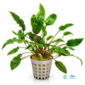 Cryptocoryne Tropica 1.jpg