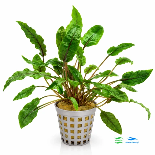 Cryptocoryne Tropica 1.jpg