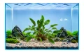 Cryptocoryne Tropica 2.jpg