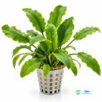 Cryptocoryne willissii