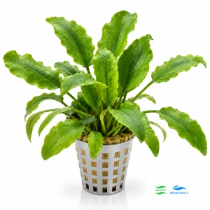 Cryptocoryne willissii