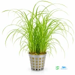 Cyperus