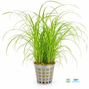 Cyperus