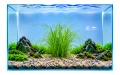 Cyperus 2.jpg