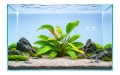 Echinodorus dvall2.jpg