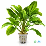 Echinodorus Digital