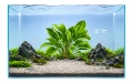 Echinodorus digital 2.jpg