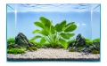Echinodorus digital art 2.jpg