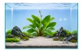 Echinodorus europa 2.jpg