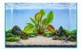 Echinodorus frank stoffels 2.jpg