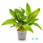 Echinodorus Glu