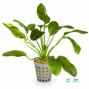 Echinodorus Green Flame