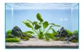 Echinodorus green flame 2.jpg