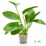 Echinodorus Green Ocelot