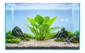 Echinodorus Harbich 2.jpg