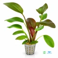 Echinodorus hot pepper 1.jpg