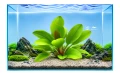 Echinodorus kleine bar 2.jpg