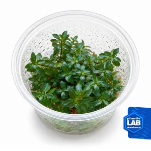 Ludwigia Brevipes invB