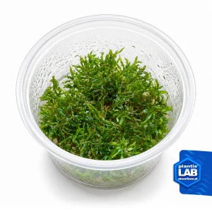 Ludwigia inclinata invB