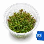 Rotala Yao Yai invB