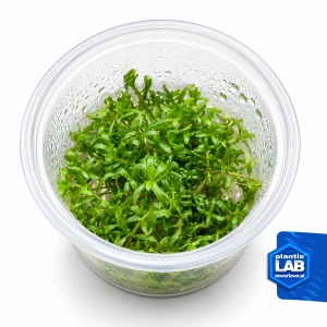 Rotala wayand invB