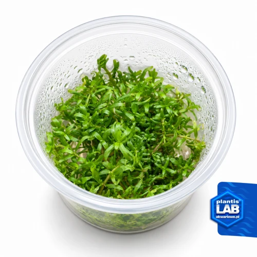 INV Rotala wayand.jpg