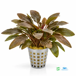 Cryptocoryne wendtii Brown