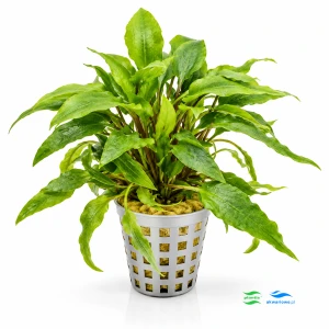 Cryptocoryne wendtii Green