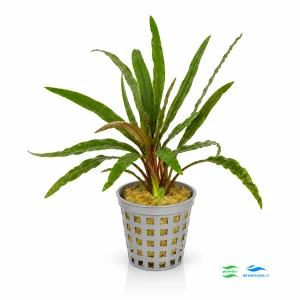 Cryptocoryne spiralis red - pink panther