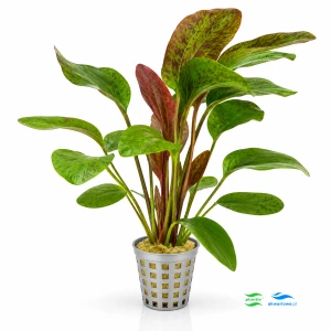 Echinodorus red flame