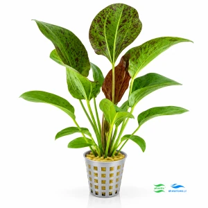 Echinodorus Red Rock