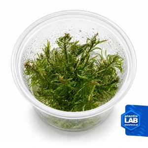 Limnophila sp. Vietnam invB