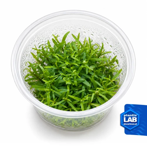 INV Myriophyllum Matogrossene.jpg