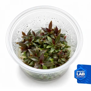 Ludwigia Peruviana invB