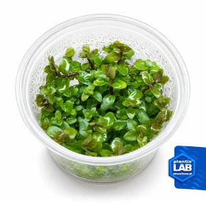 Bacopa caroliniana invB