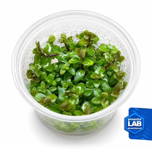 INV Bacopa caroliniana.jpg