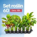 Set roślin 60 minus.jpg