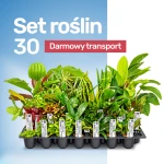 Set 30 - Zestaw 30 szt. roślin akwariowych - dostawa gratis