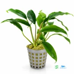Anubias species F
