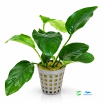 Anubias Short E