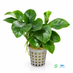 Anubias Schmetterling E