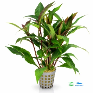 Hygrophila thailand
